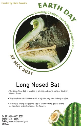 A Day of Action - Growing Gardens and Building Birdhouses - Long Nosed Bat